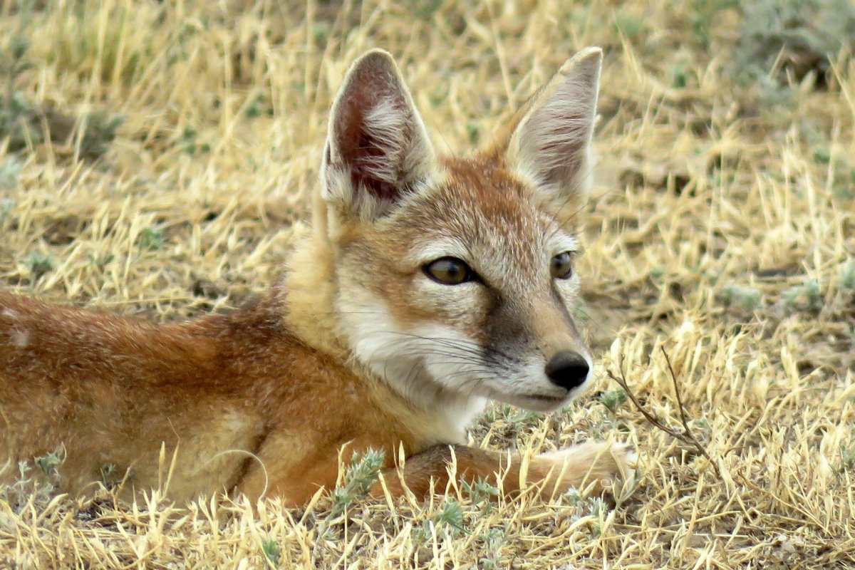Оренбургский заповедник фауна