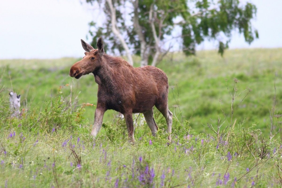 Лось Оренбургской области