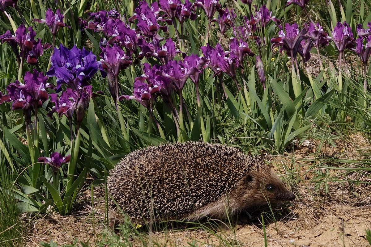 Флора и фауна Ростовской области