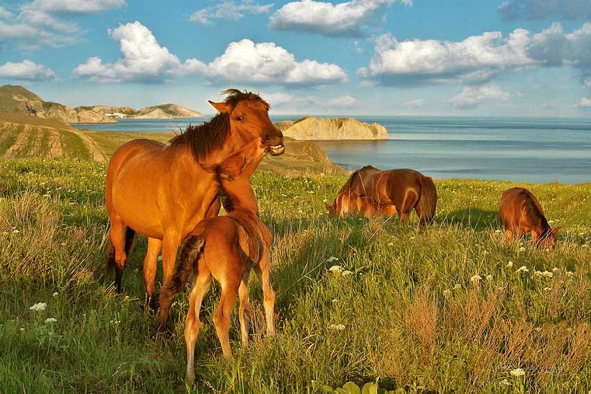 Табун лошадей в Крыму