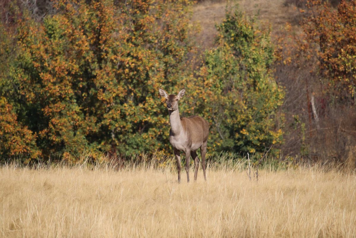 Горненский заказник Ростовская
