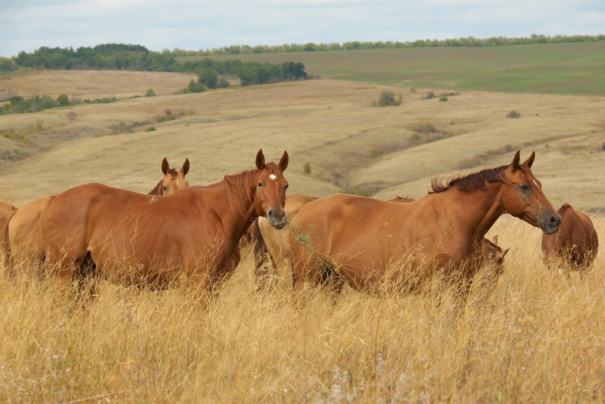 Донская степь скакун