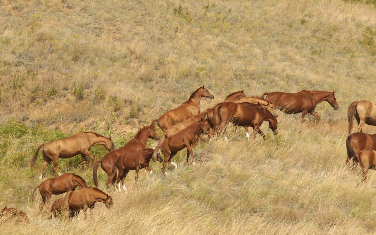 Животные Донского края