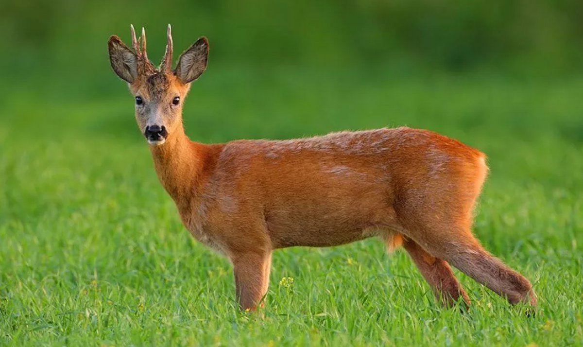 Сибирская косуля capreolus pygargus