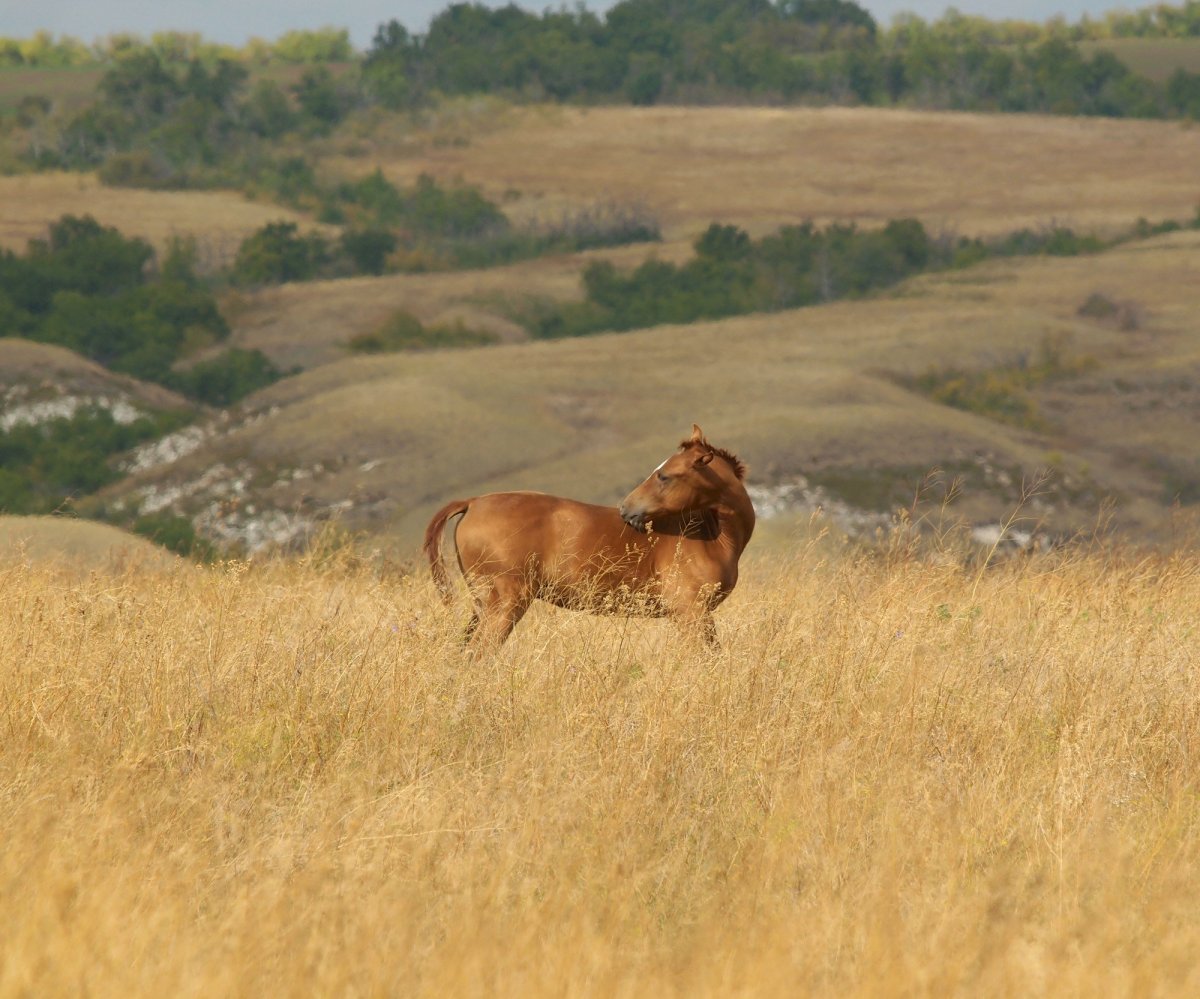 Донской край обитатели степей