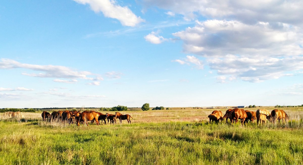 Донские степи Ростовской области