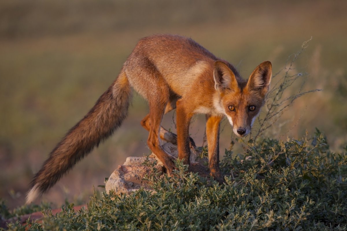 Дикие животные Ростовской области