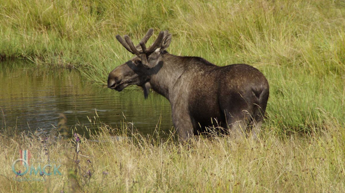 Животные Липецкой области Лось