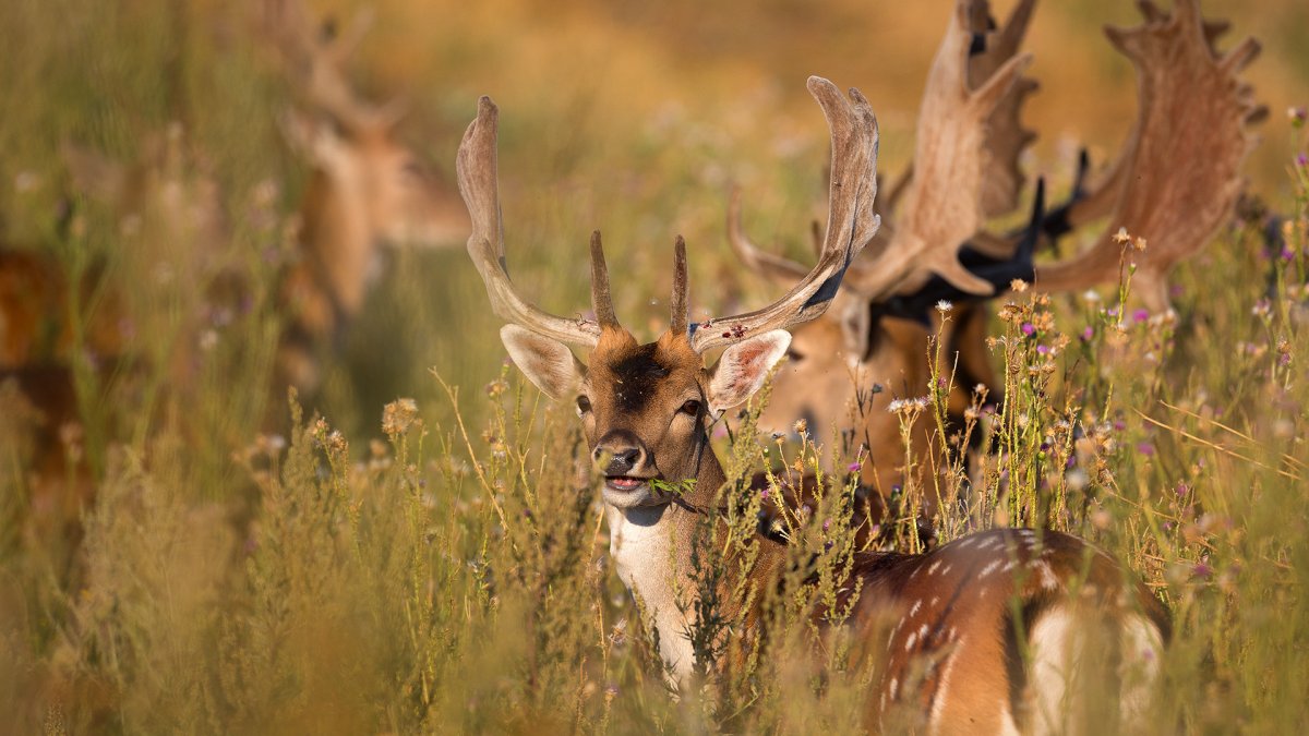 Олений парк Липецкая область европейская Лань