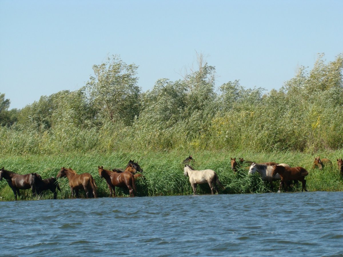 Астраханская область Волго Ахтубинская Пойма