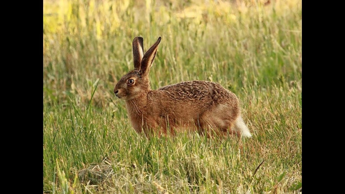 Полевой заяц Русак