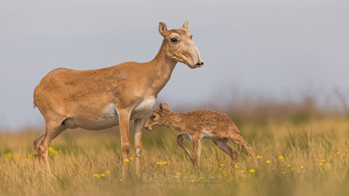 Антилопа Сайга