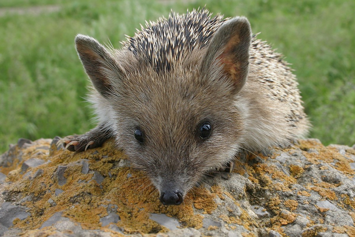Ушастый ёж (Hemiechinus auritus)