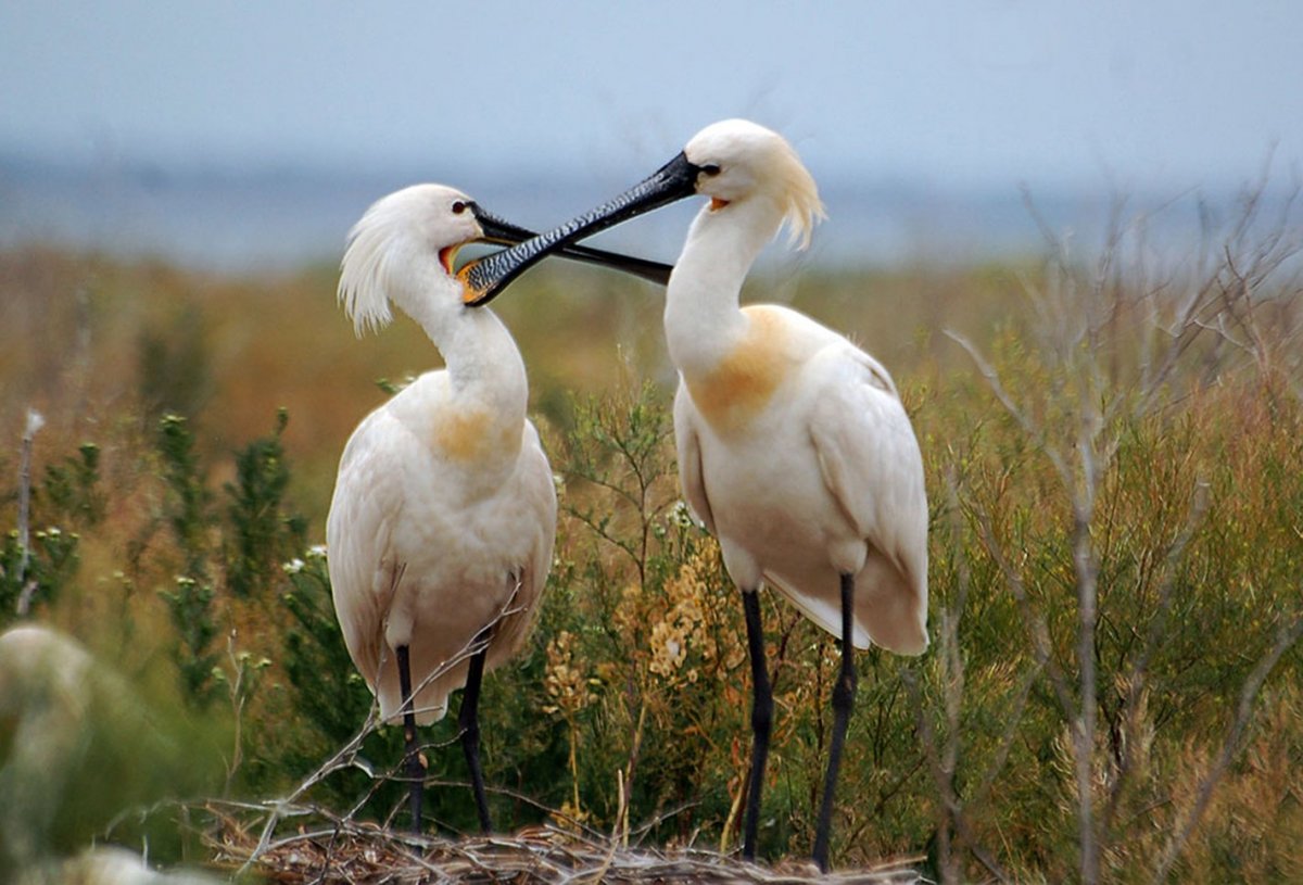 Обыкновенная колпица