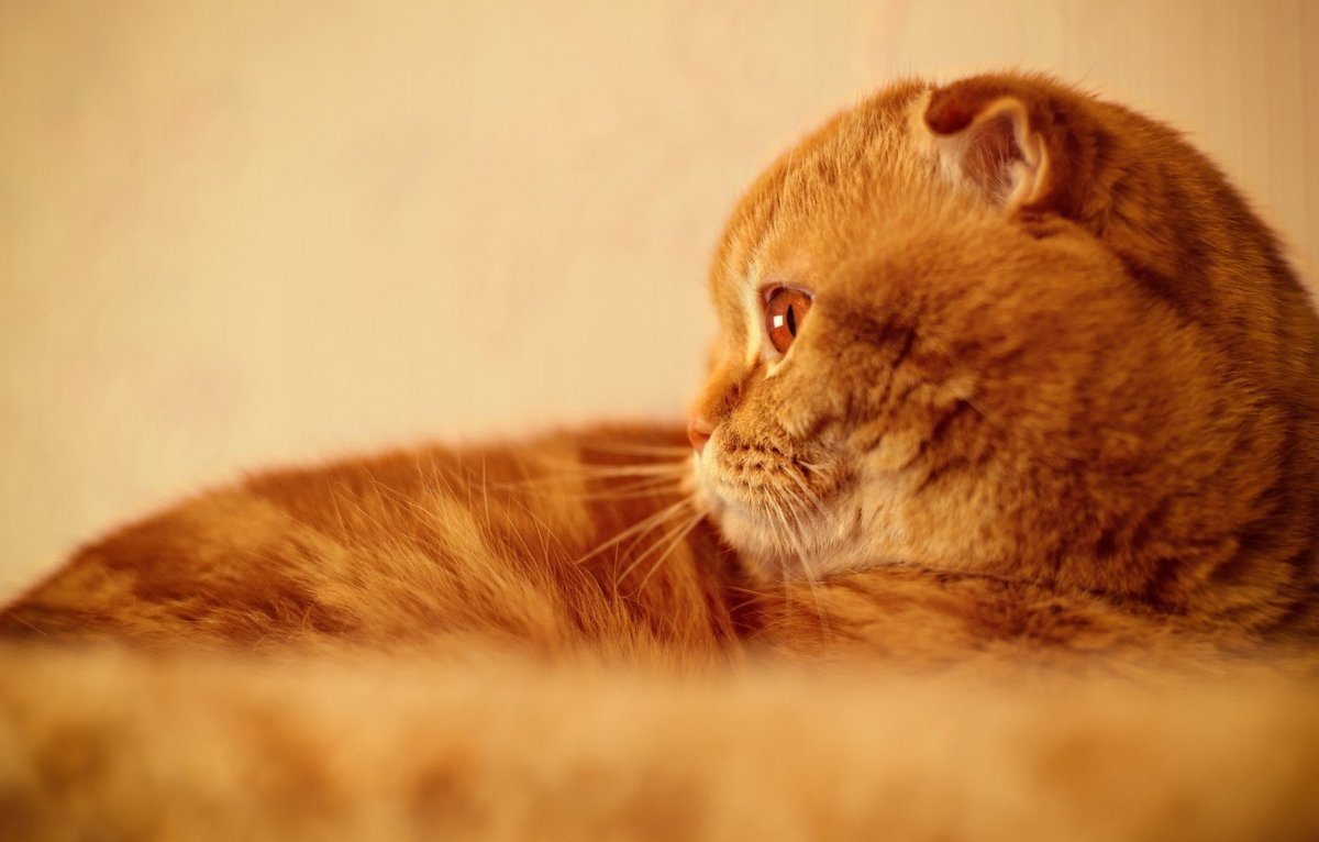 Скоттиш фолд рыжий