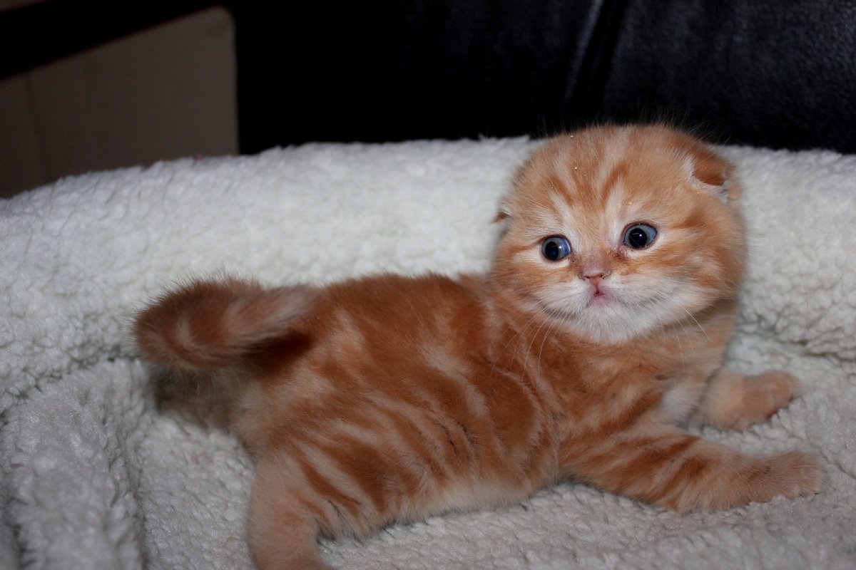 Шотландская вислоухая кошка котята рыжие