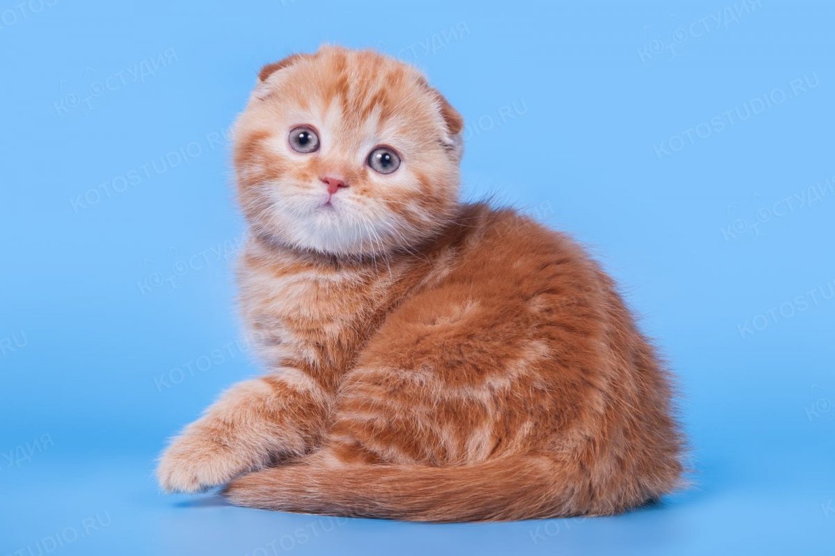 Британский короткошерстный кот рыжий вислоухий