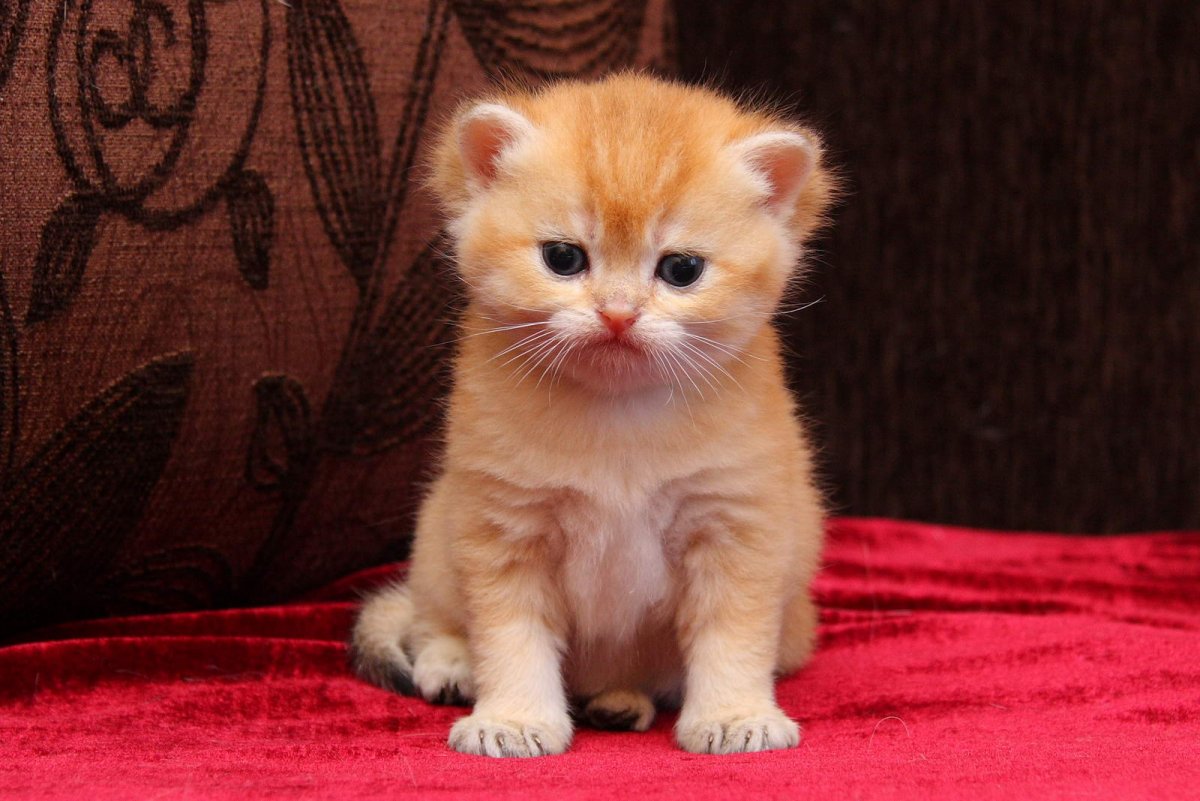 Рыжий вислоухий котенок британец