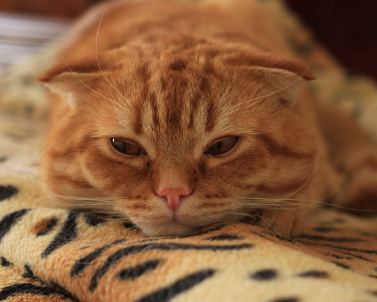 Шотландский скоттиш фолд рыжий