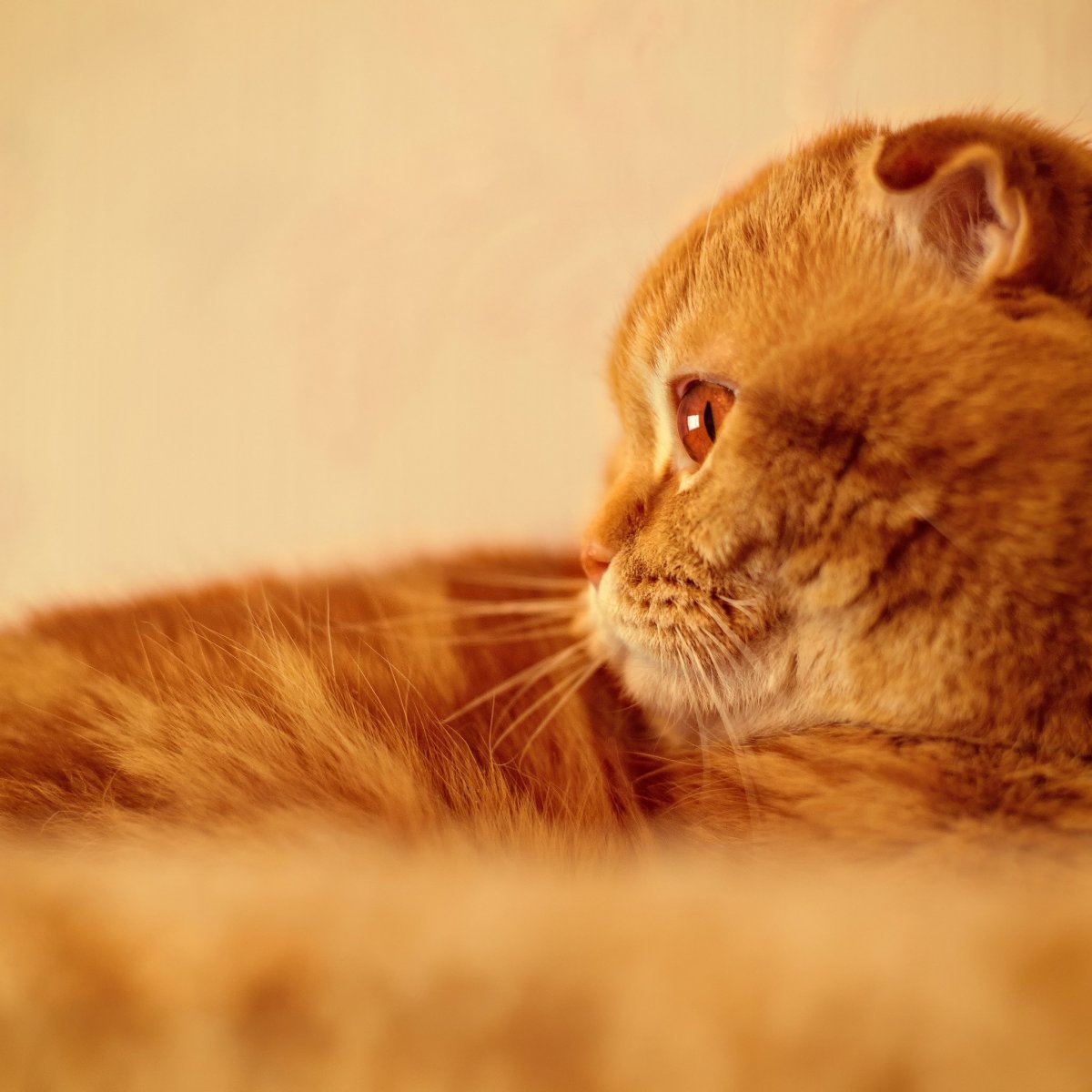 Британец кот вислоухий рыжий