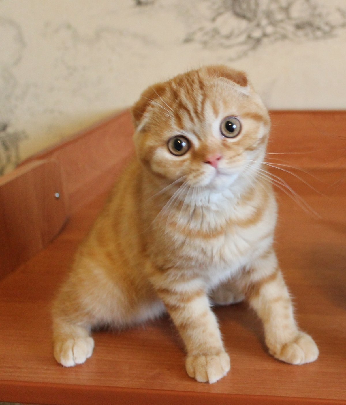 Скоттиш-фолд Шотландская вислоухая рыжая