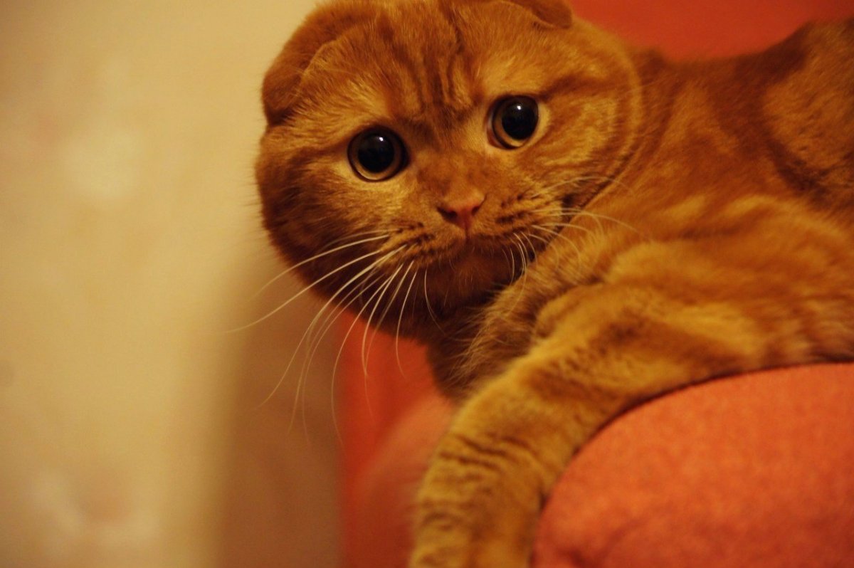 Британский вислоухий кот рыжий