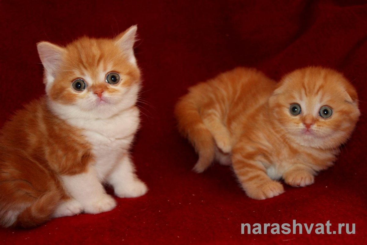 Грустный рыжий котик