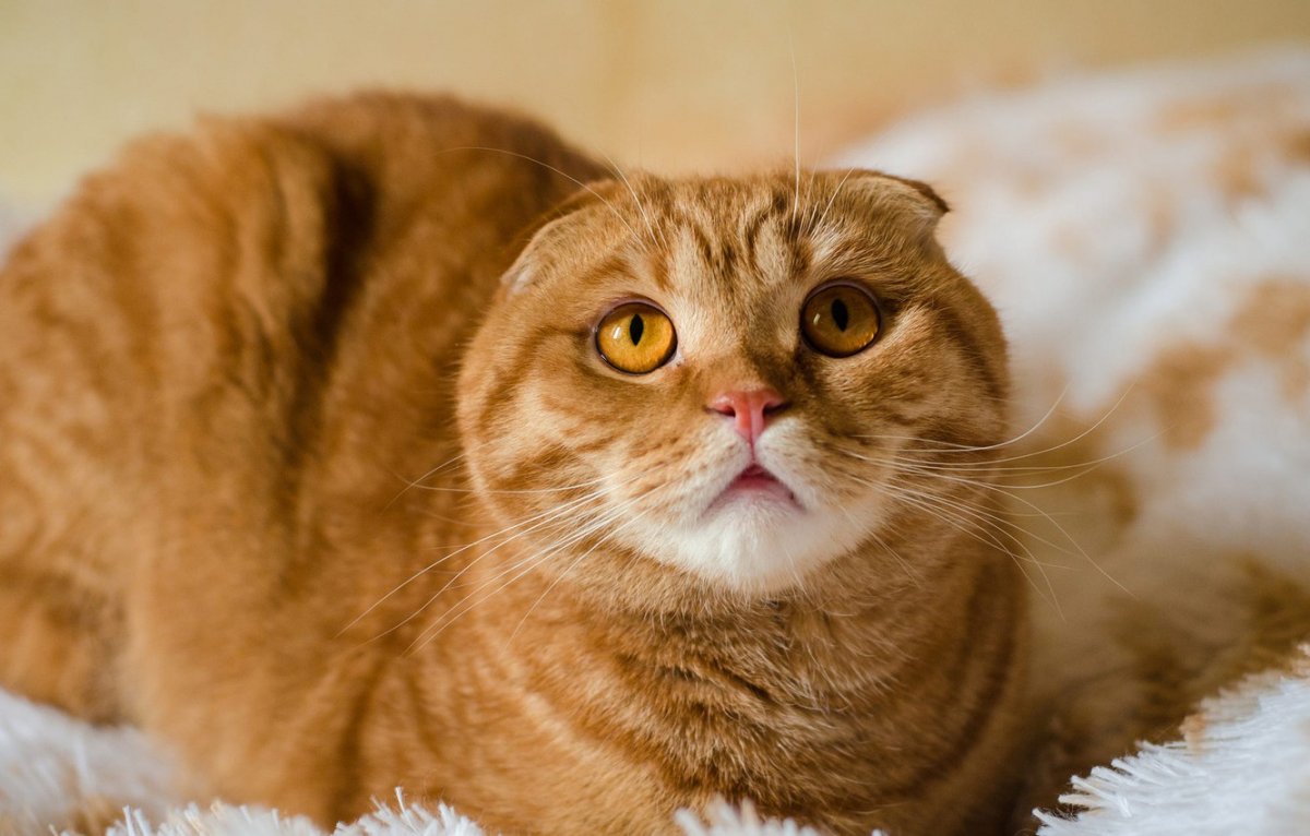 Шотландский скоттиш фолд рыжий