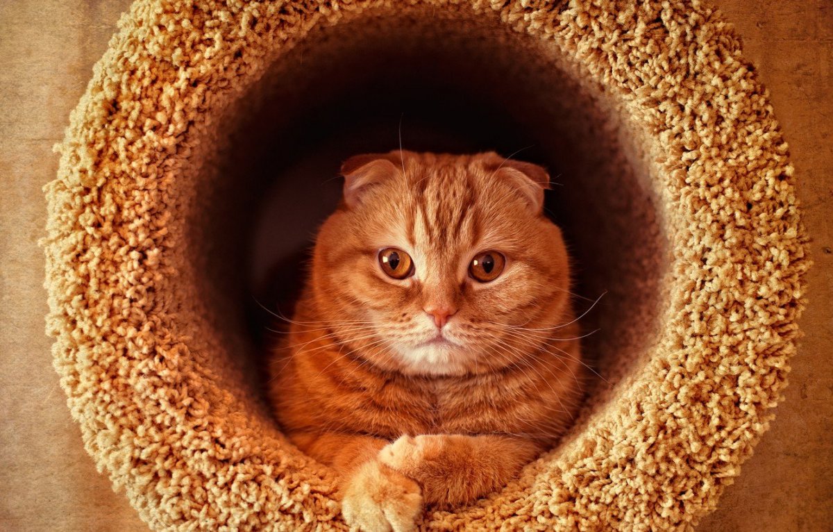 Скоттиш фолд рыжий