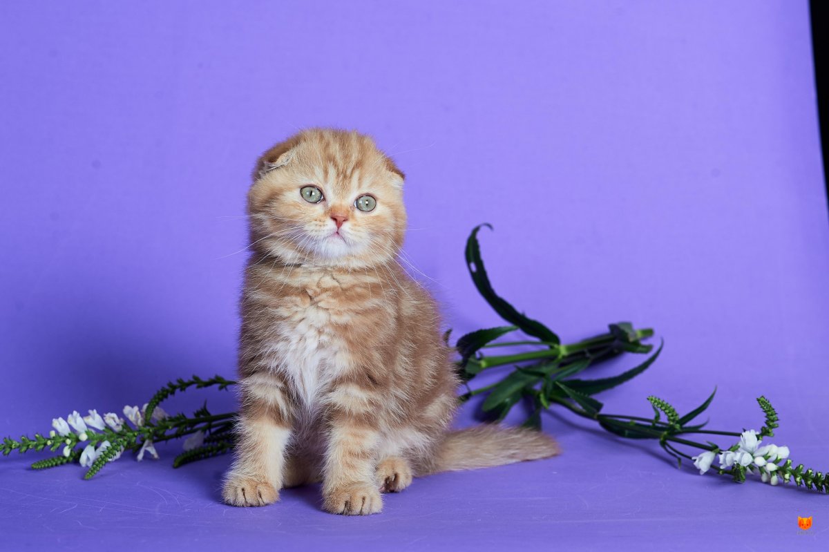 Шотландская вислоухая кошка котенок