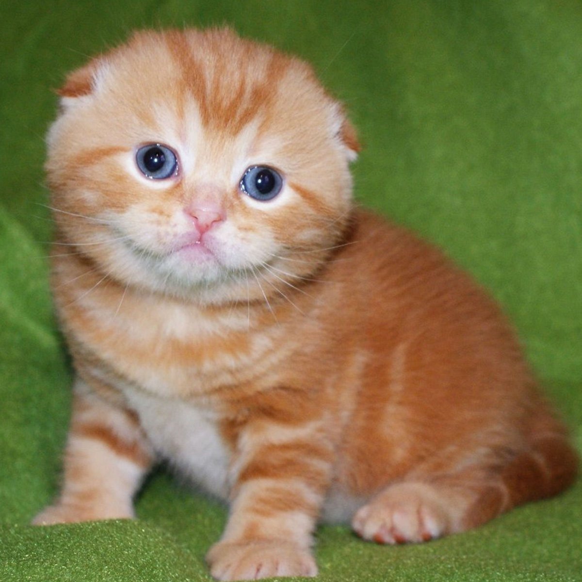 Красные вислоухие котята