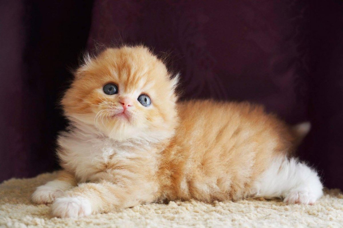 Британские вислоухие котята рыжие