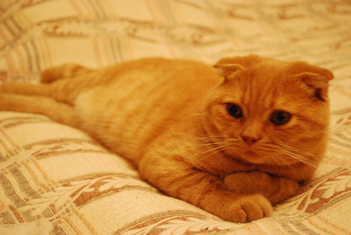 Скоттиш-фолд Шотландская вислоухая кошка NY