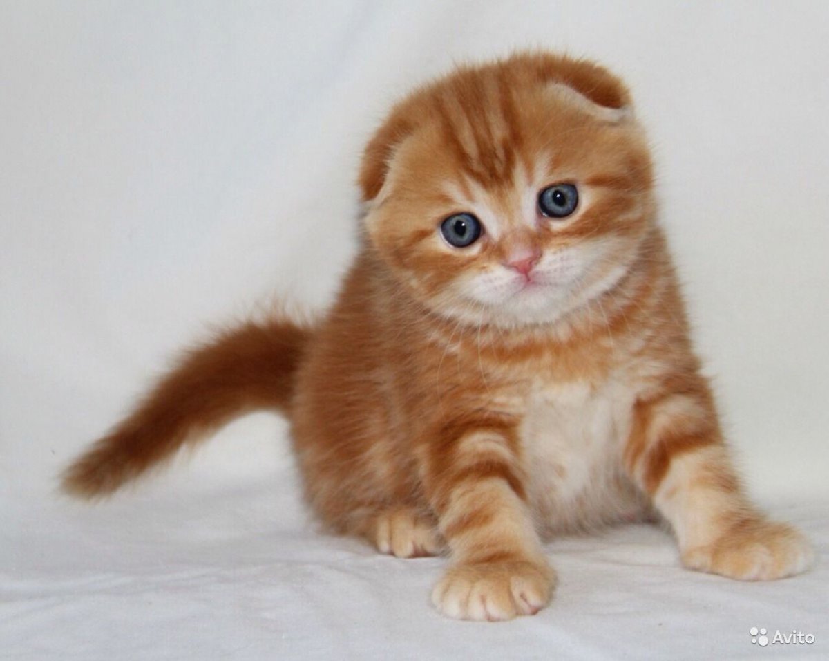 Скоттиш-фолд Шотландская вислоухая рыжая