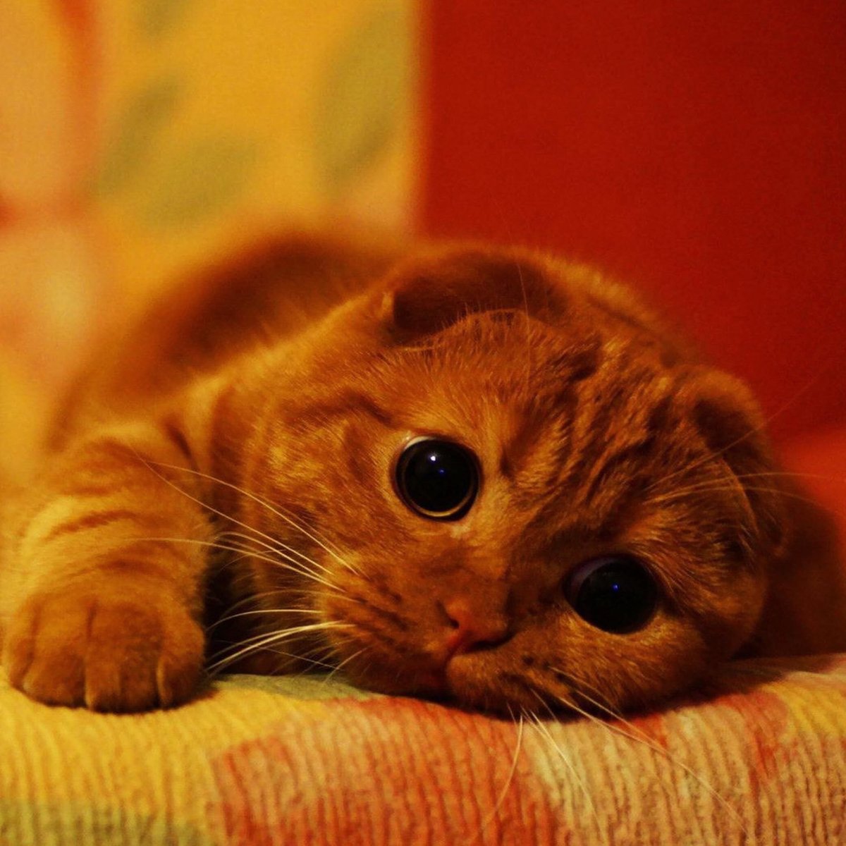 Вислоухий шотландец котенок рыжий