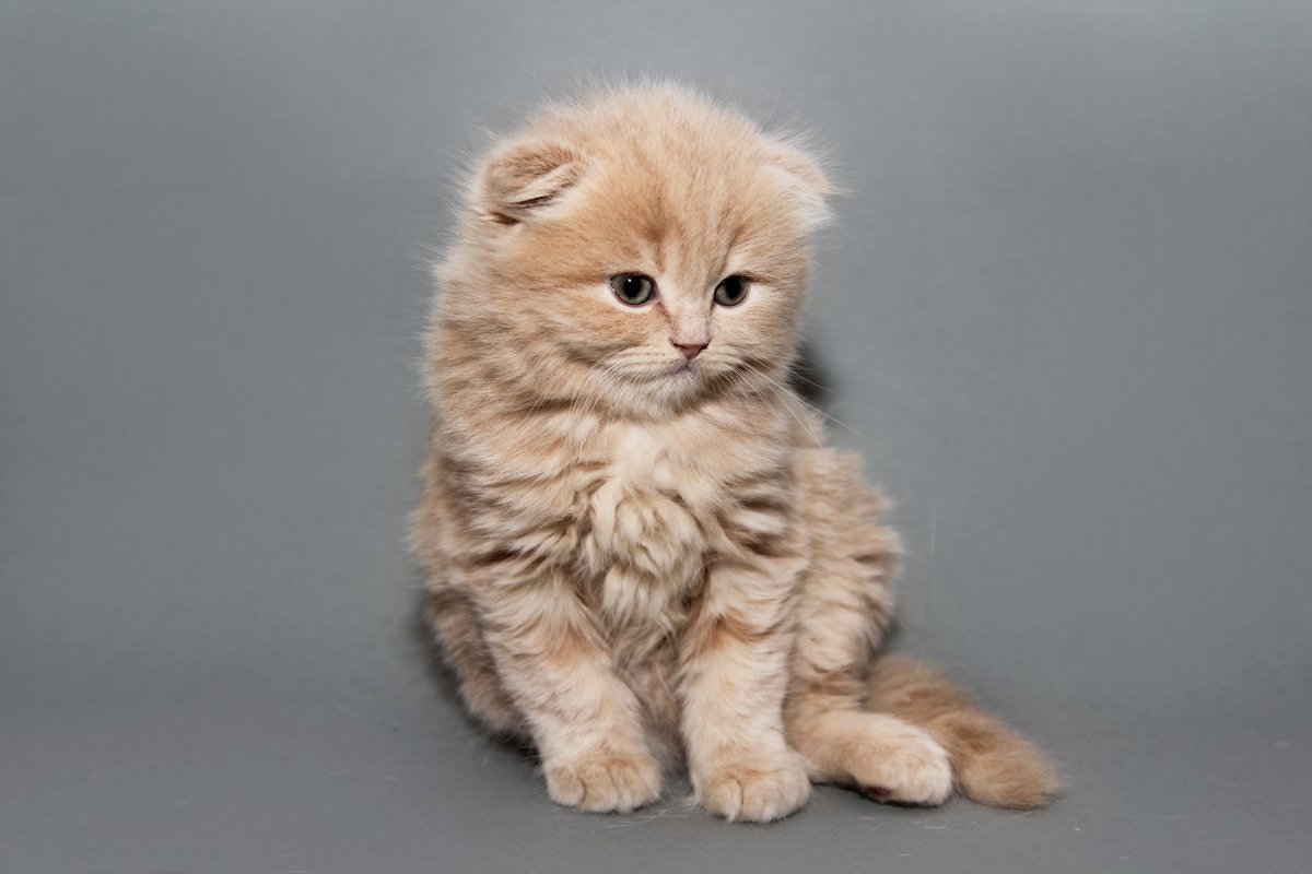 Шотландский скоттиш фолд рыжий