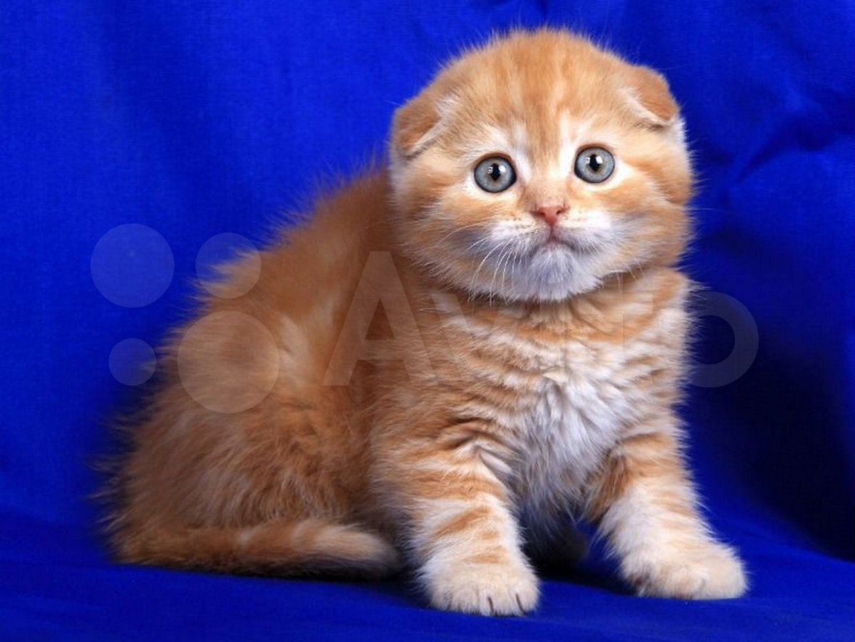 Шотландская вислоухая кошка милая