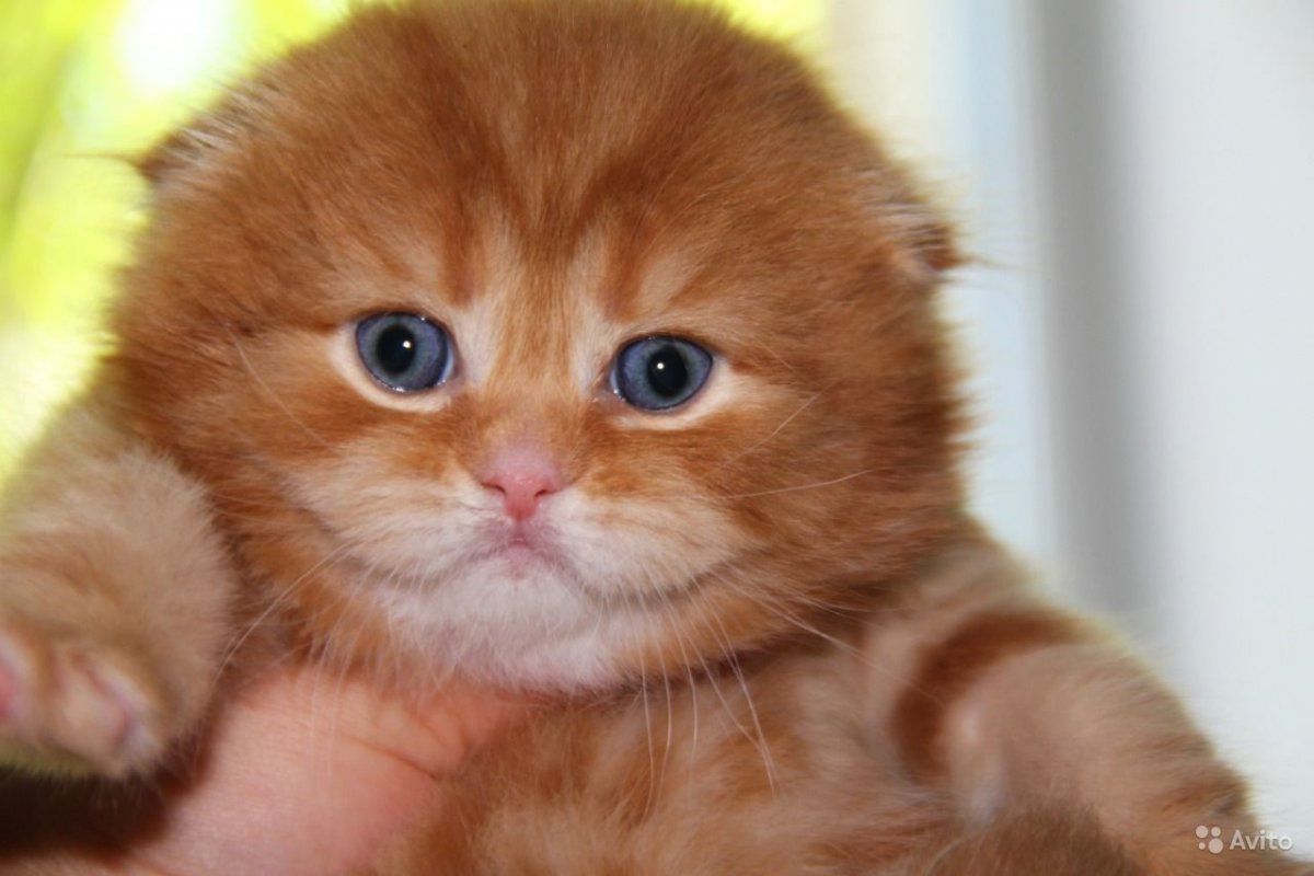 Шотландская вислоухая кошка рыжая