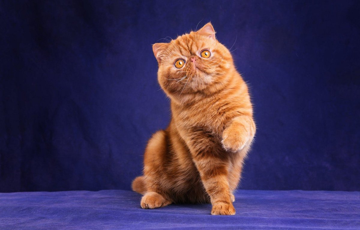 Шотландская хайленд фолд рыжий