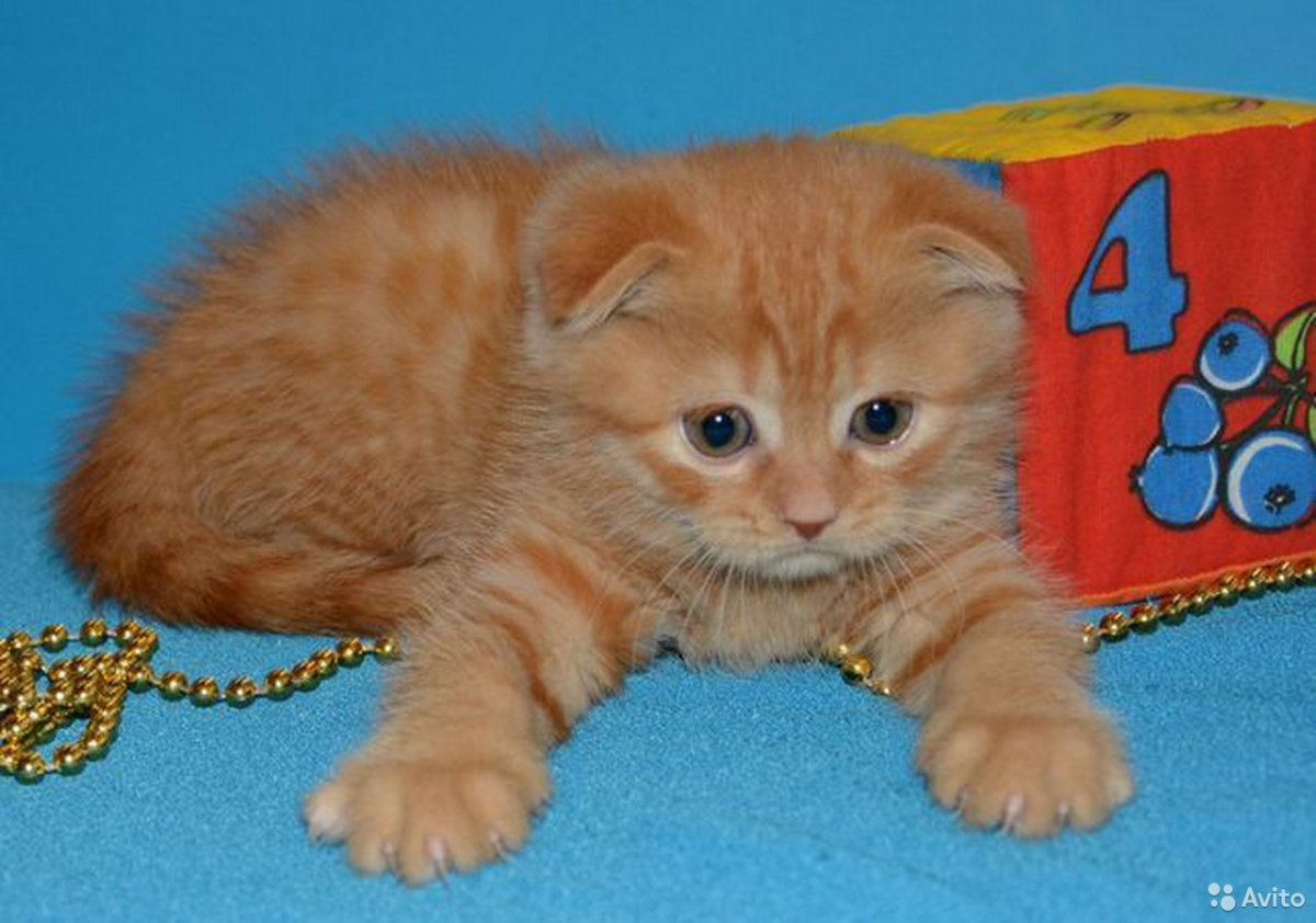 Велюровый котенок рыжий