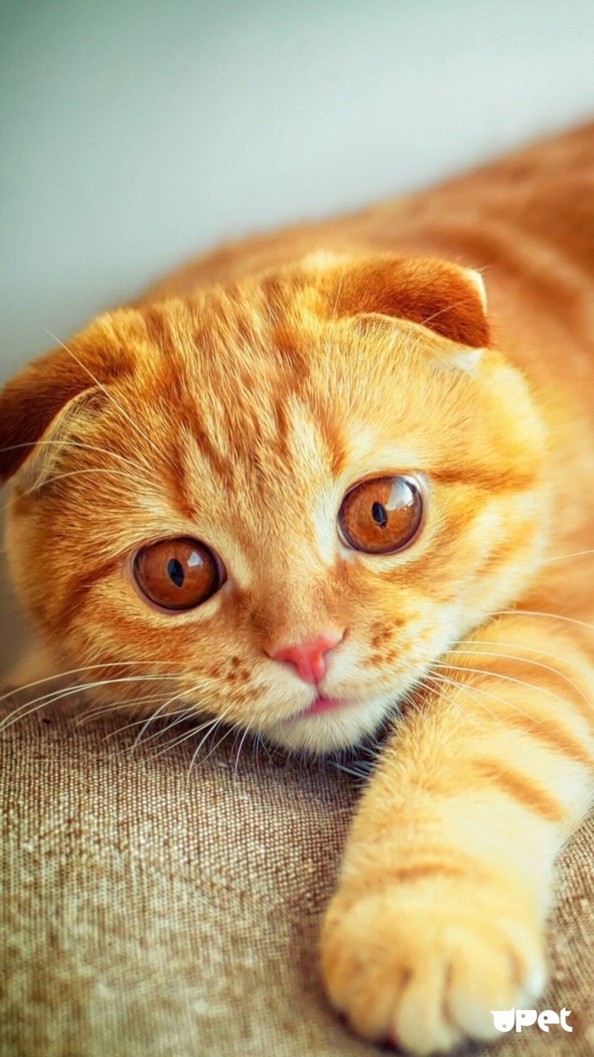 Шотландский вислоухий кот рыжий тигровый