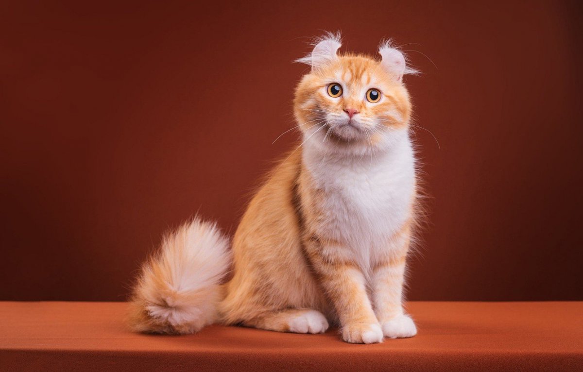 Вислоухий кот шотландский на оранжевом фоне