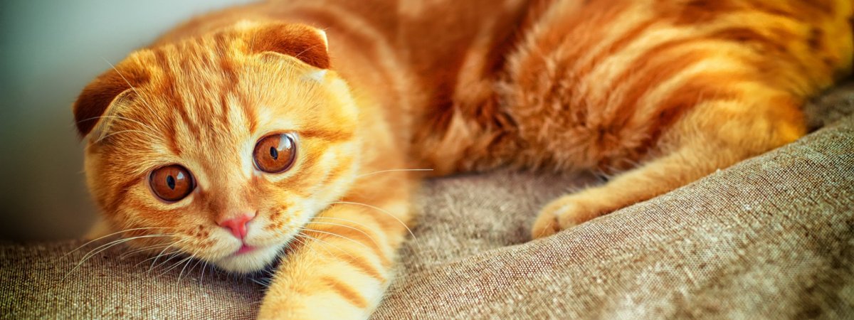 Рыжий вислоухий кот