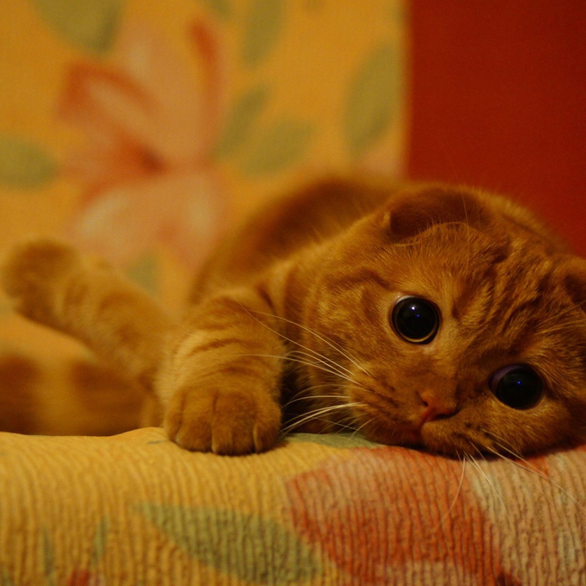 Шотландская вислоухая рыжая