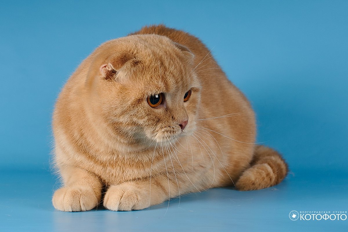 Шотландский скоттиш фолд рыжий