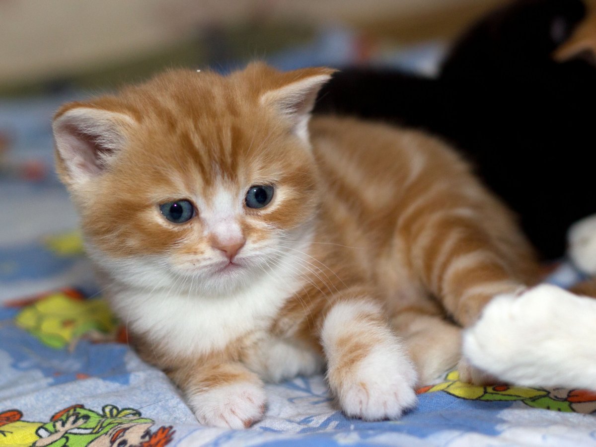 Вислоухий рыжий кот на маленьких лапках