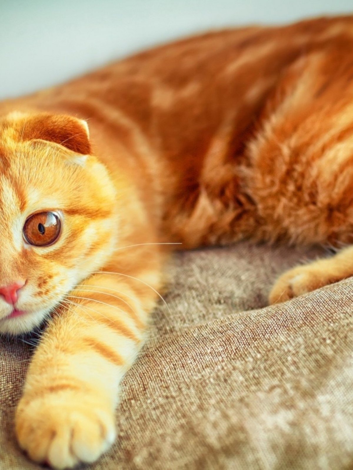 Рыжий британец котенок