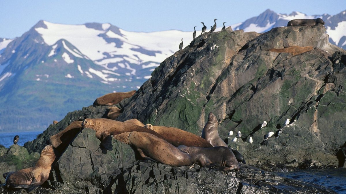 Горбатый кит Аляска