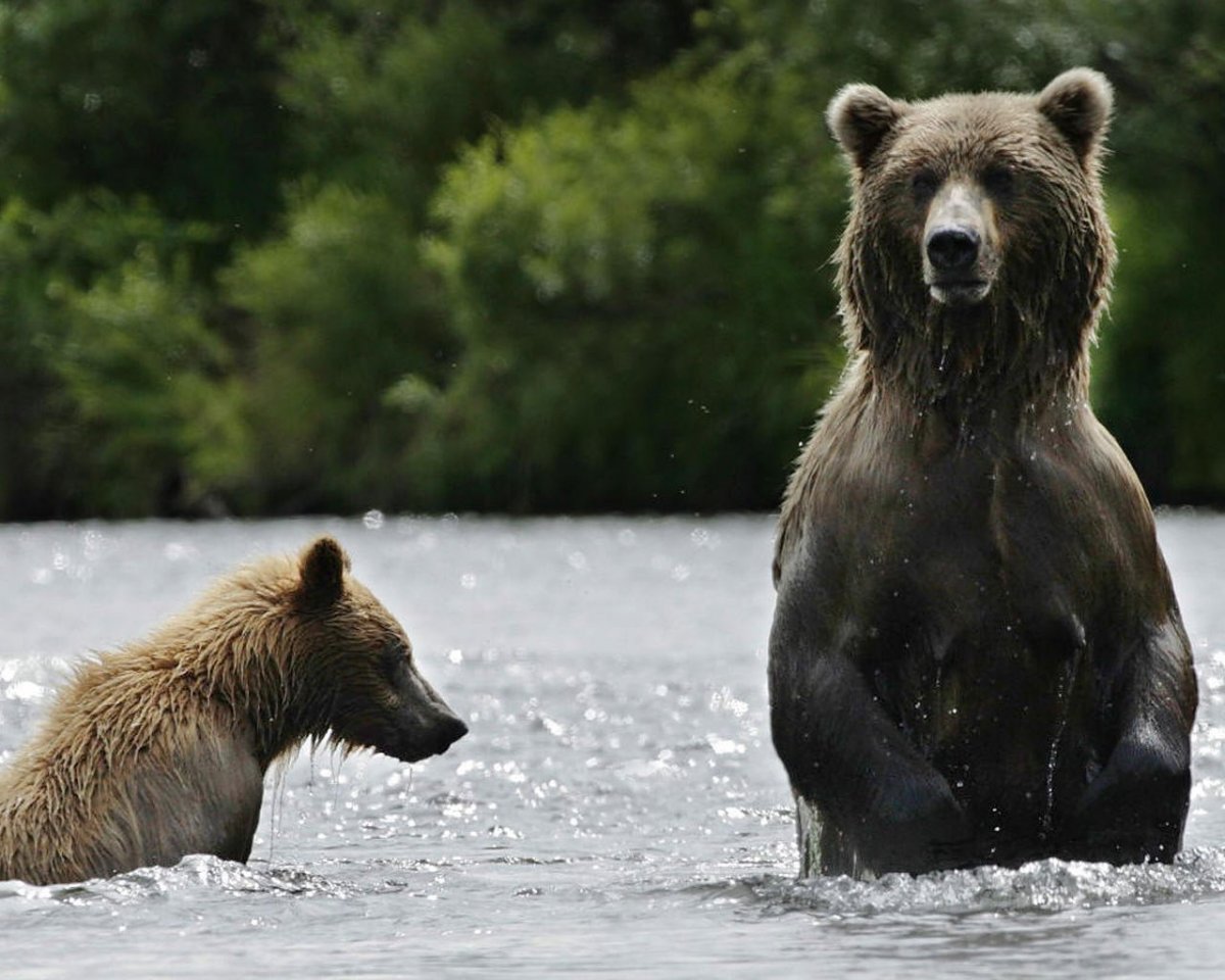 Национальный парк Катмай Аляска