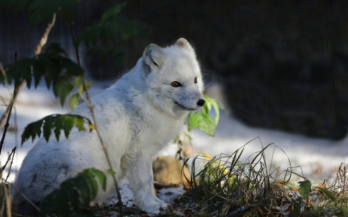 Аляска животные сообщение